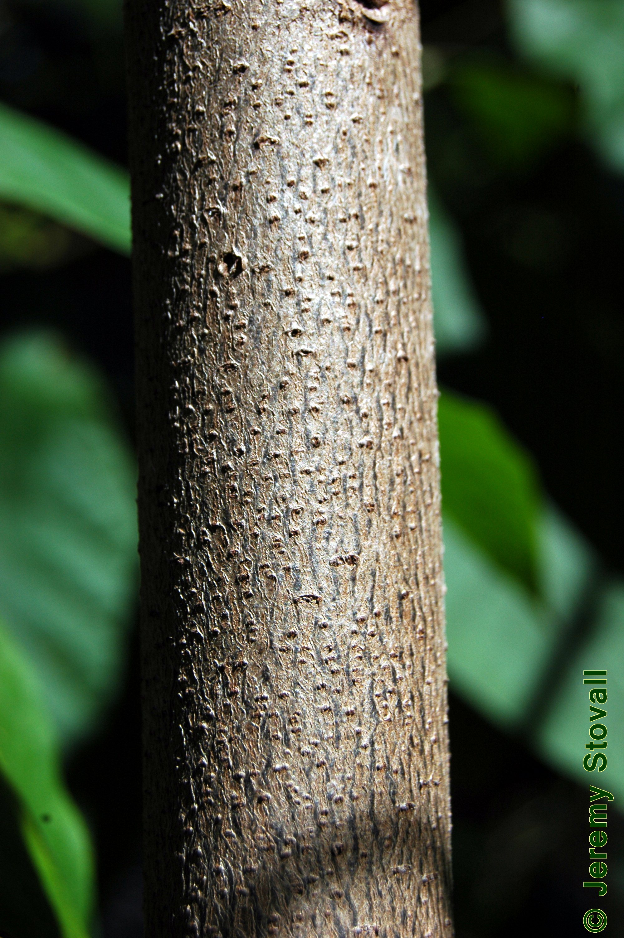 SFA Dendro - Annonaceae Asimina triloba - pawpaw (Lab 10)