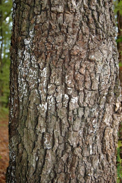 SFA Dendro - Juglandaceae Carya texana - black hickory (Lab 5)