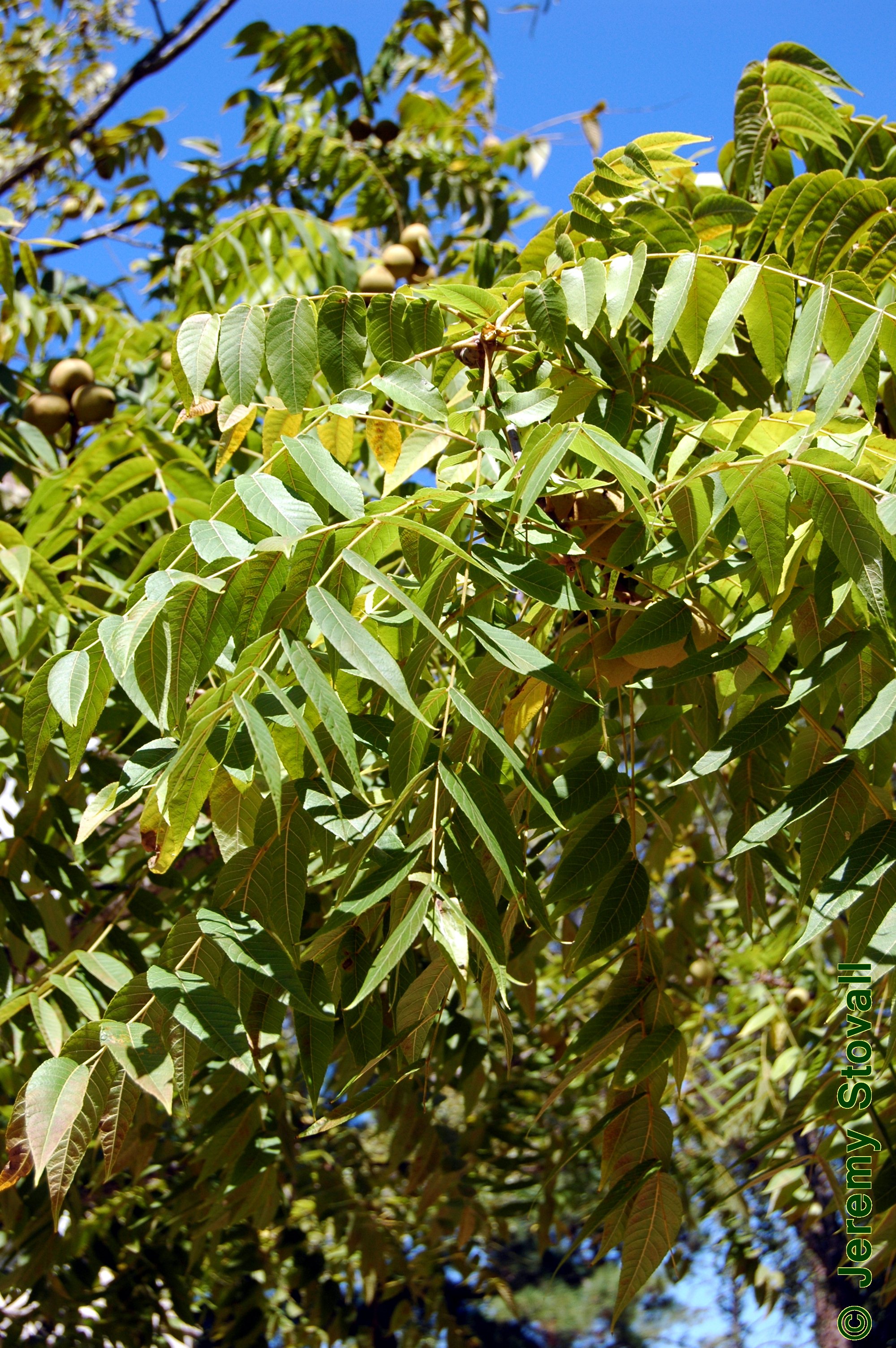 SFA Dendro - Juglandaceae Juglans nigra - black walnut (Lab 3)