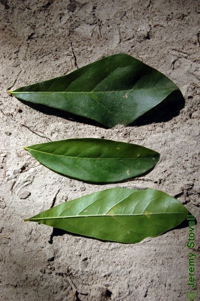 SFA Dendro - Leaf Morphology: Shape