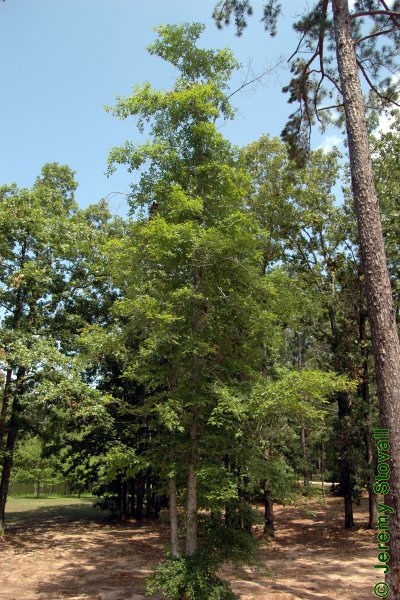 SFA Dendro - Cornaceae Nyssa biflora - swamp tupelo