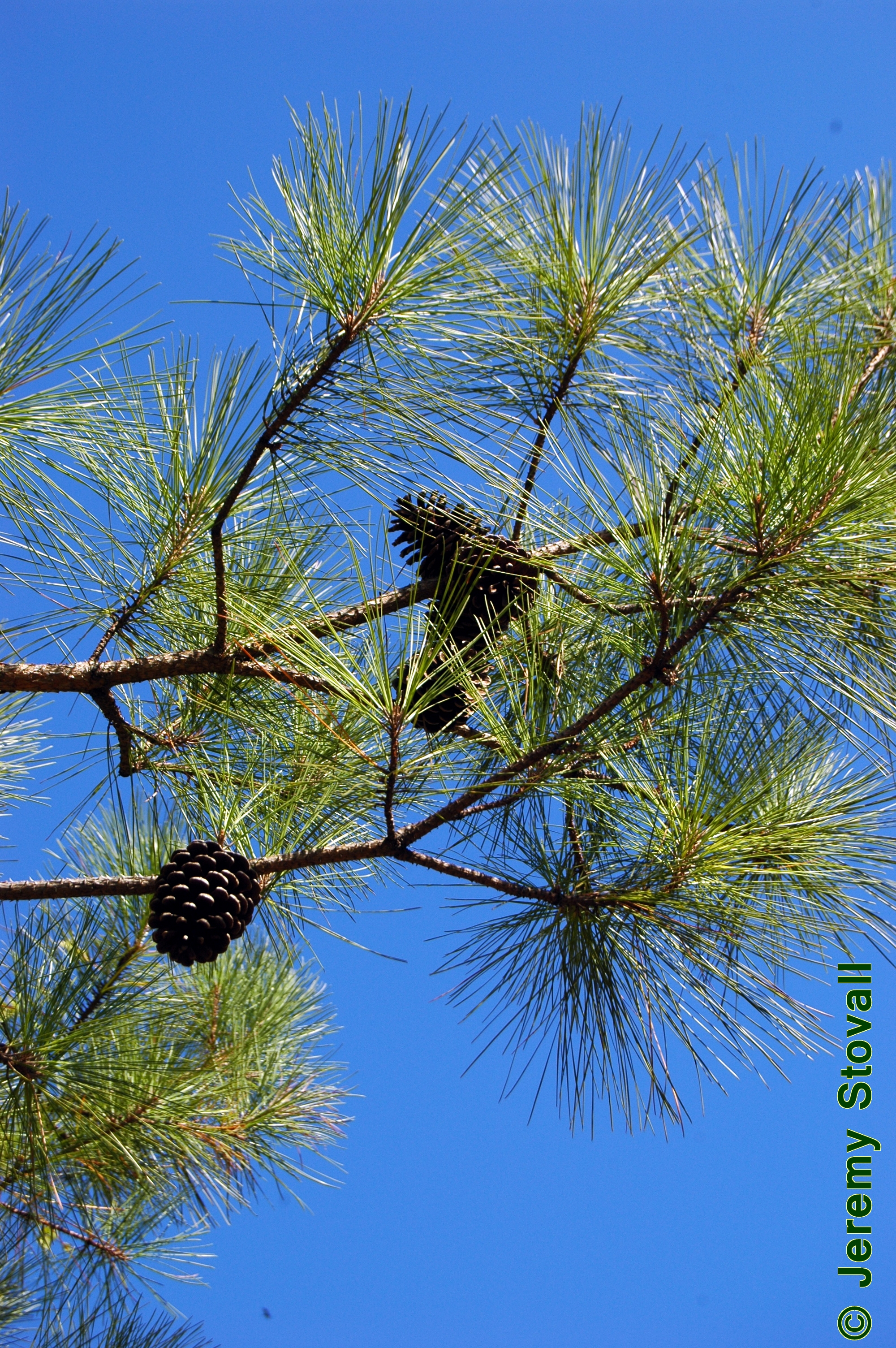 loblolly pine tree cones