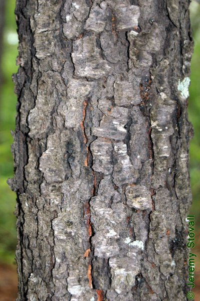 SFA Dendro - Rosaceae Prunus serotina - black cherry (Lab 4)