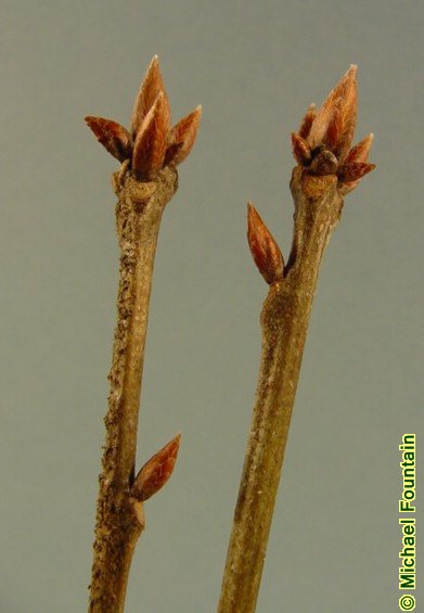 SFA Dendro - Fagaceae Quercus michauxii - swamp chestnut oak (Lab 3)