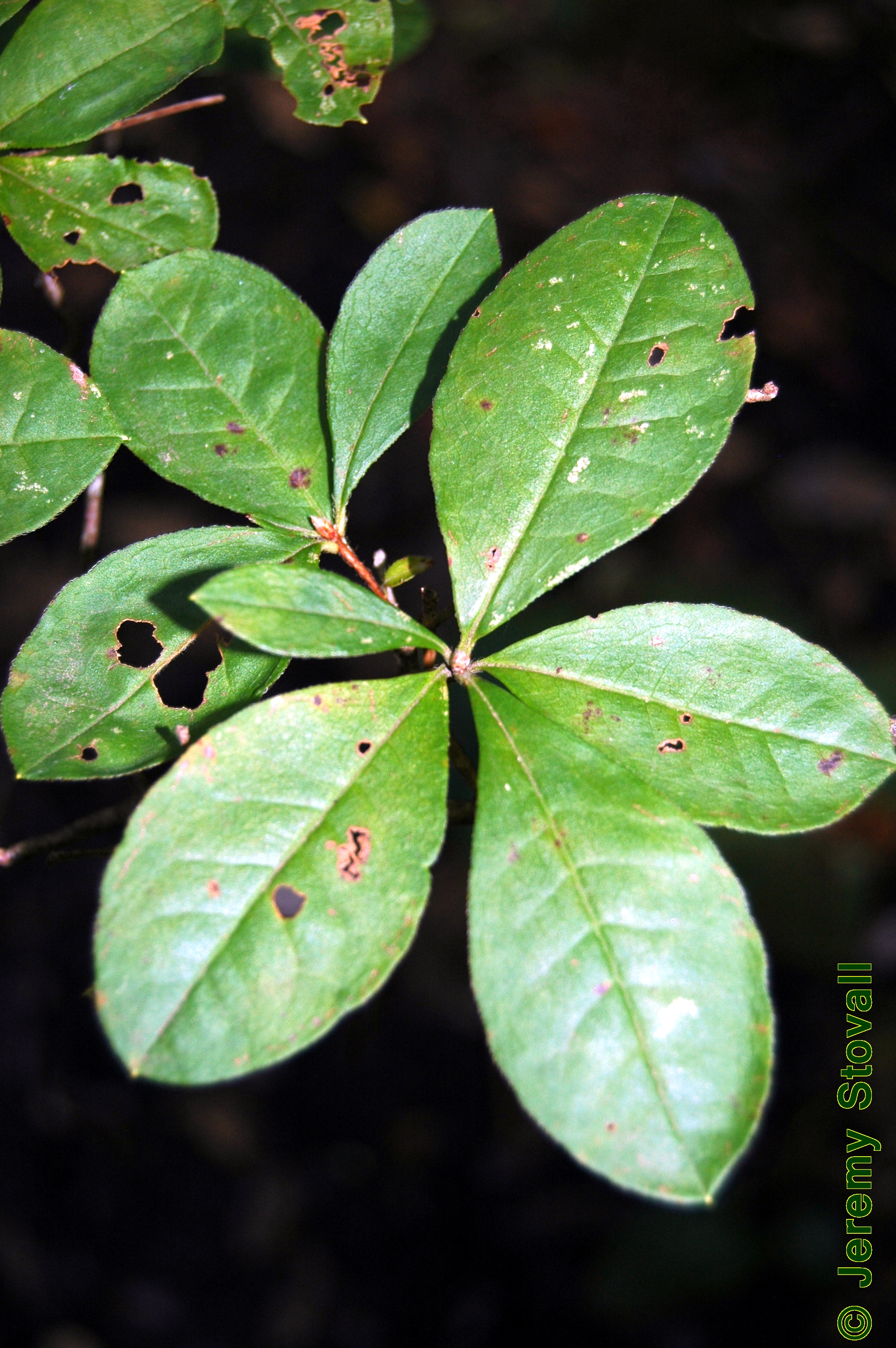 SFA Dendro - Ericaceae Rhododendron oblongifolium - Texas azalea (Lab 7)