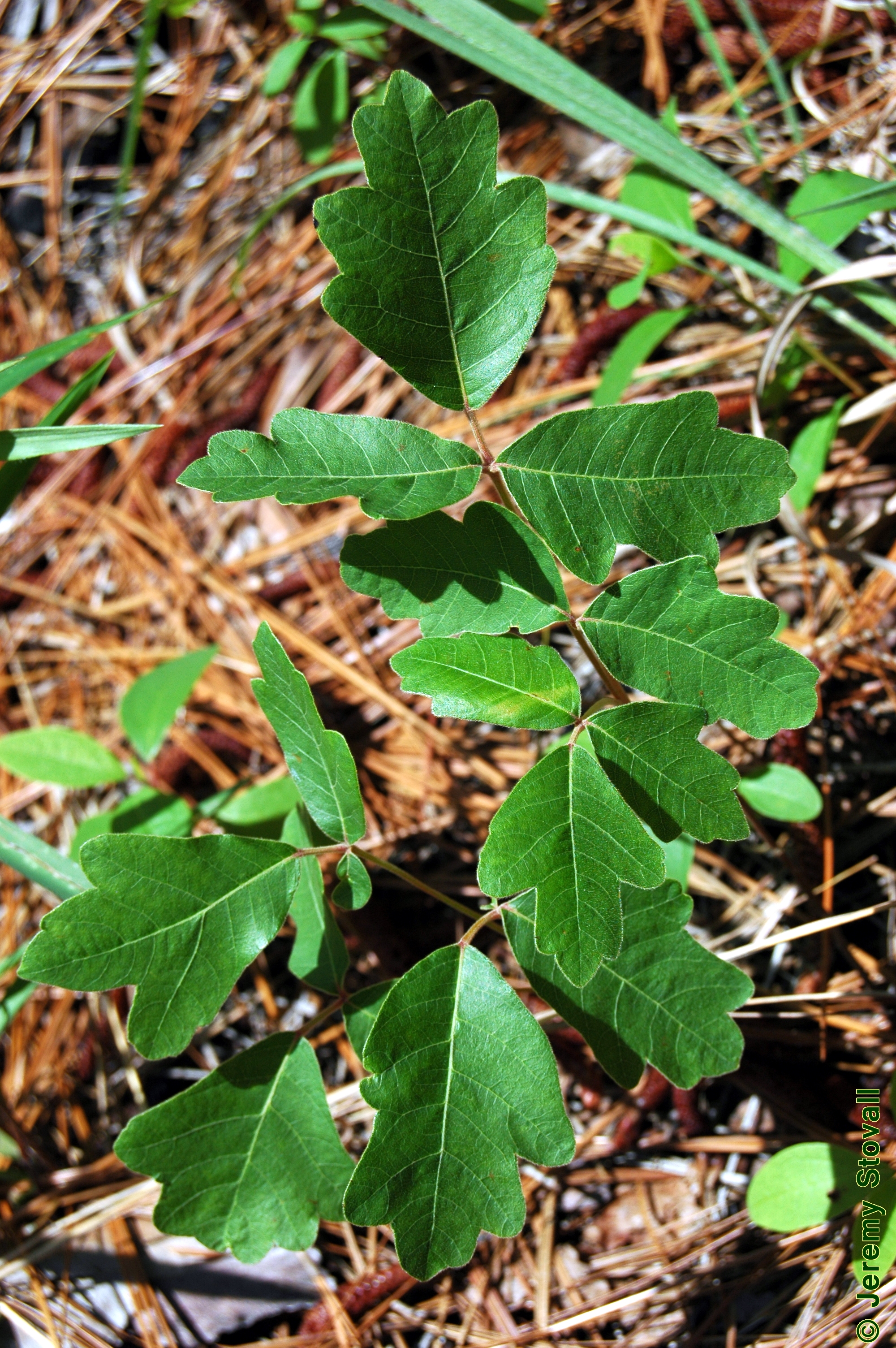 toxicodendron pubescens