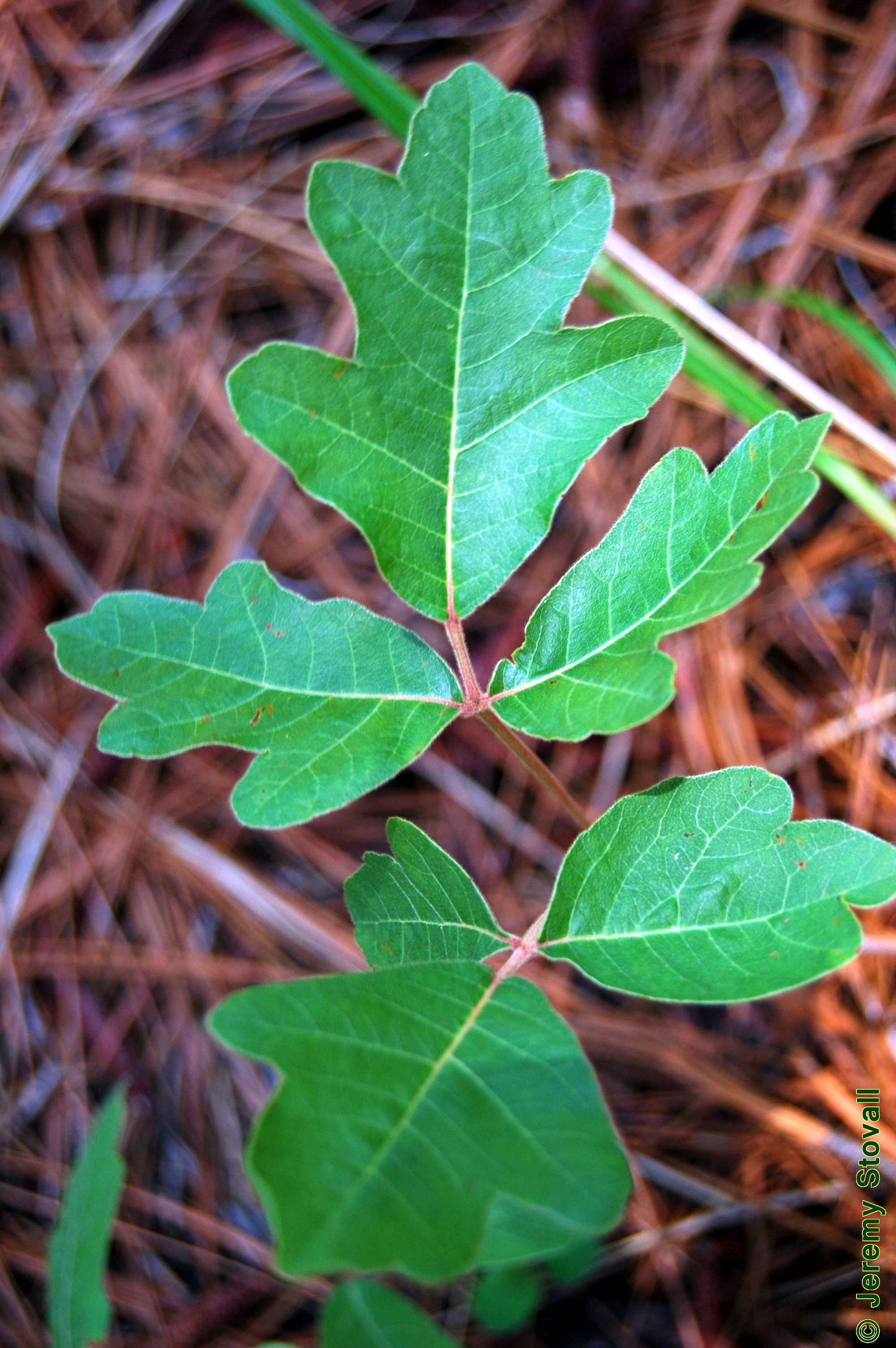 toxicodendron pubescens
